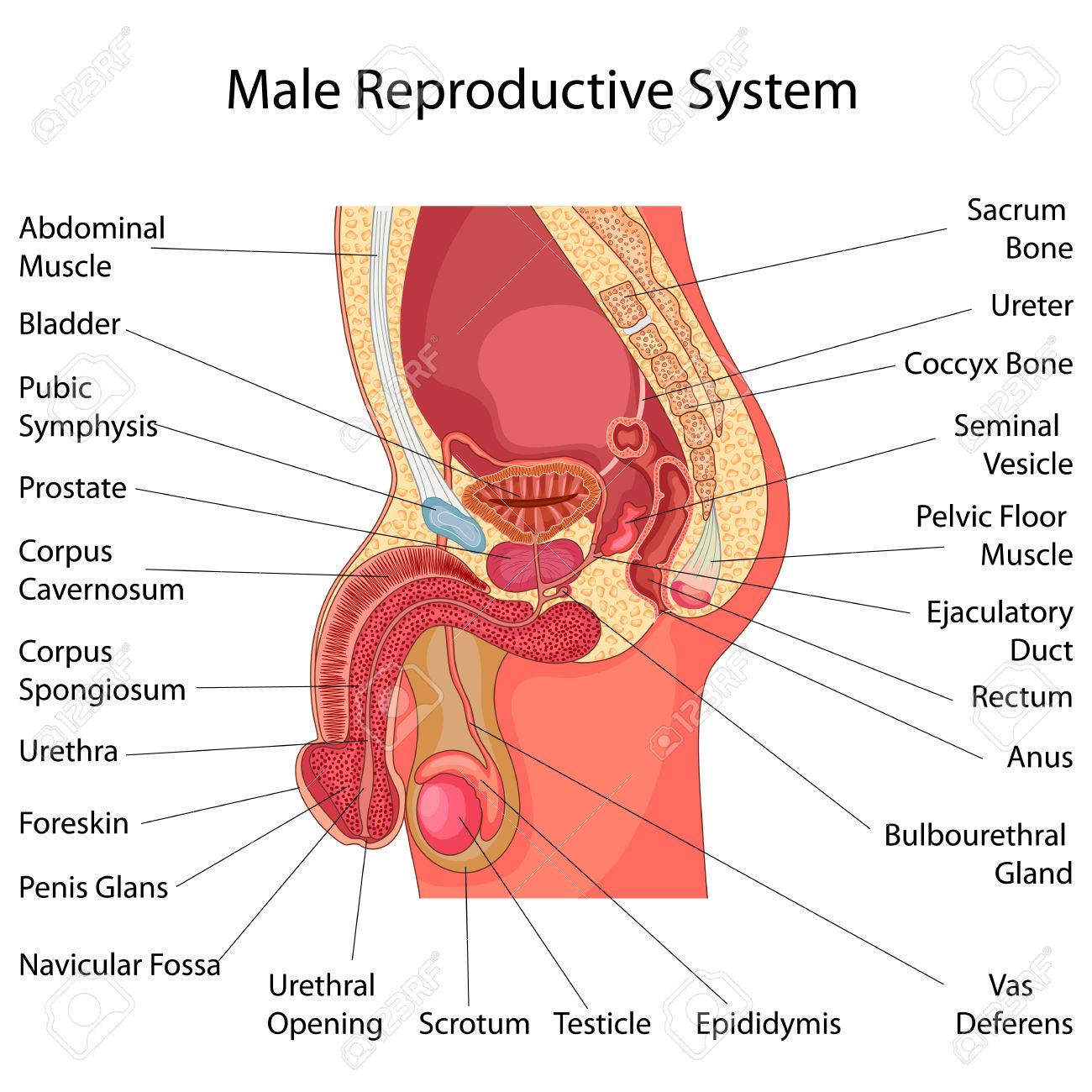 Reproductive System Chart