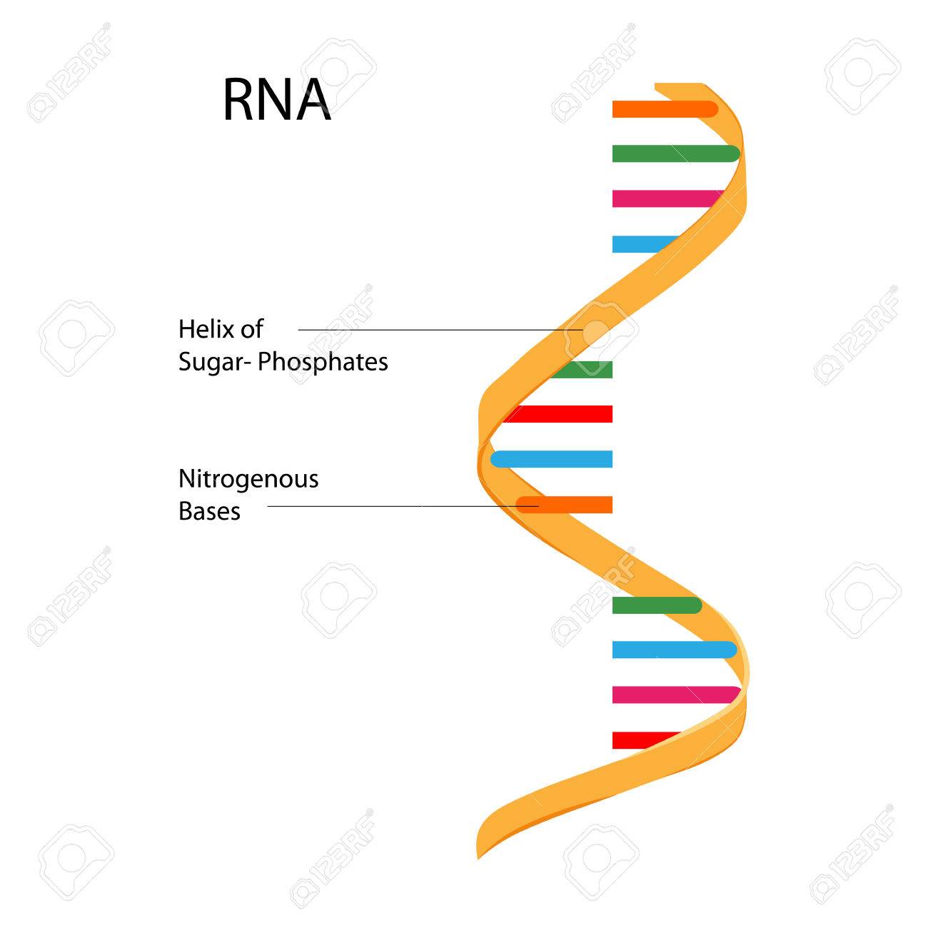 Hasil gambar untuk RNA