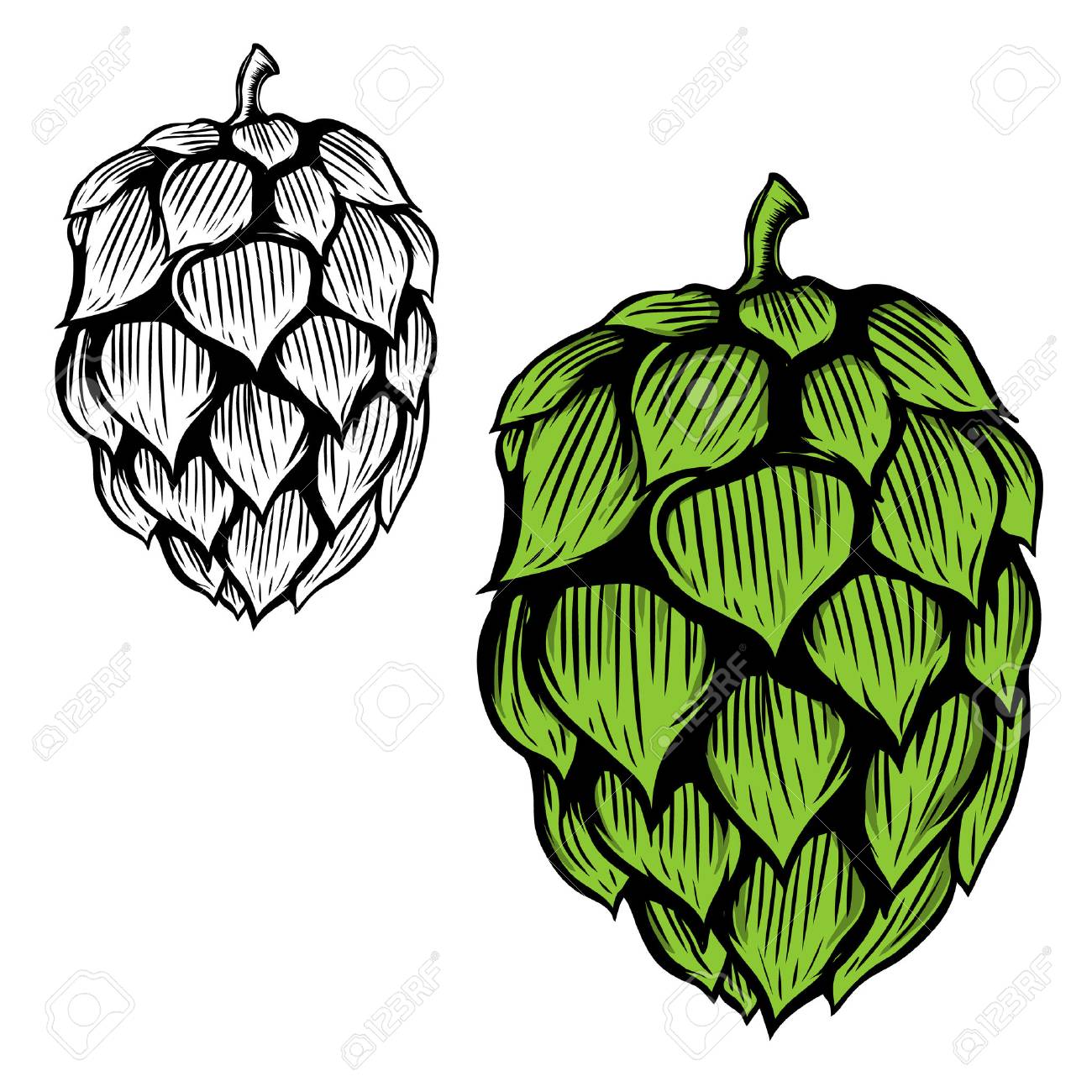 Beer hop illustration on white background. Design element for logo, label, emblem, sign. Vector illustration - 78077265 Beer hop illustration on white background. Design element for logo, label, emblem, sign. Vector illustration - 78077265