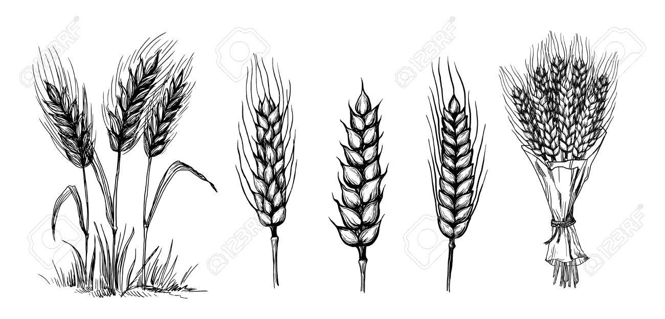 Collection Set Of Wheat Ears Hand Drawings Vector Illustration Sketch  Royalty Free SVG, Cliparts, Vectors, and Stock Illustration. Image 73493544., image size:1300x625