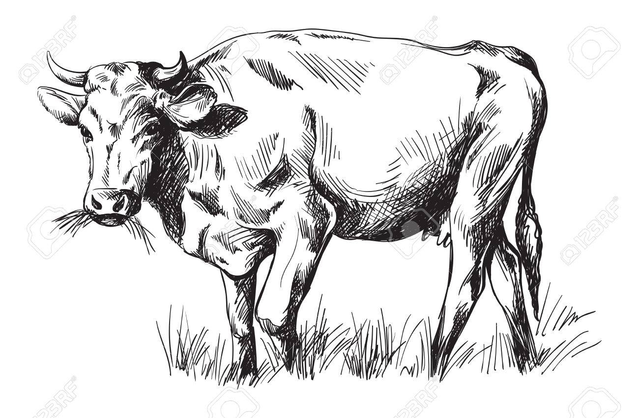 sketches of cows drawn by hand livestock cattle animal grazing