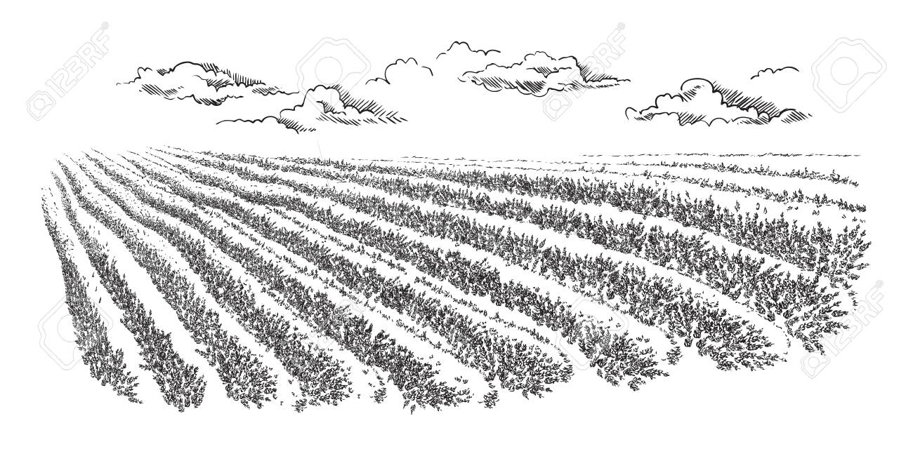 Valensole Provence France 近くの木とラベンダー畑夏の日没の風景のイラスト素材 ベクタ Image 80036375