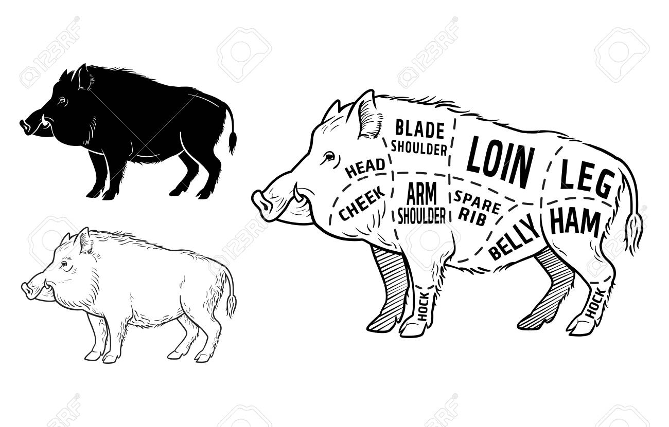 Wild Hog Boar Game Meat Cut Diagram Scheme Royalty Free Cliparts Vectors And Stock Illustration Image 99263424
