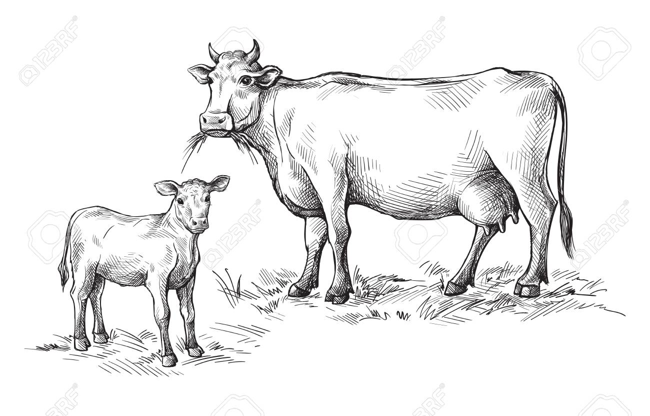 sketches of cows and calf drawn by hand livestock cattle animal