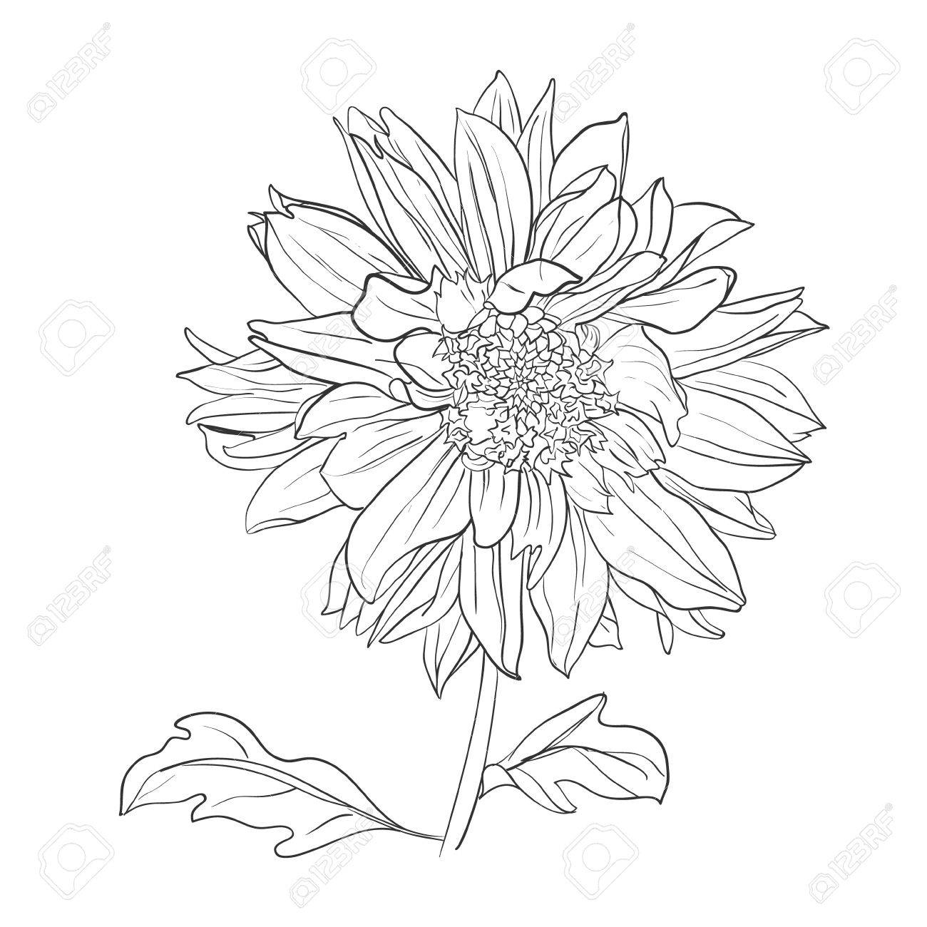 Dibujado A Mano Flor De La Dalia Realista Ilustracion Vectorial Romantica Ilustraciones Vectoriales Clip Art Vectorizado Libre De Derechos Image