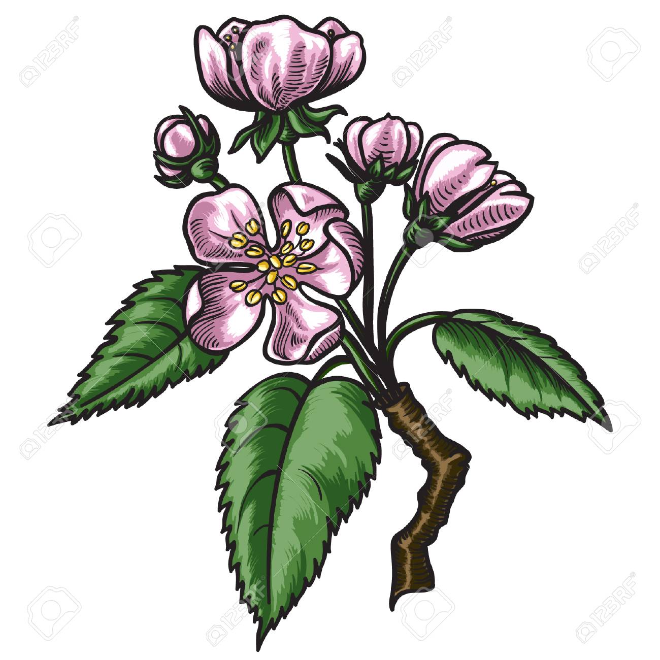 花と葉のベクトルイラストで梨の手描きの枝 咲く花を咲かせる梨の木 のイラスト素材 ベクタ Image 花と葉のベクトルイラストで梨の手描きの枝 咲く花を咲かせる梨の木 のイラスト素材 ベクタ Image