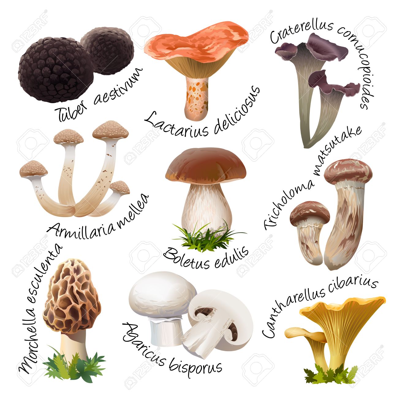 Tipos de hongos comestibles