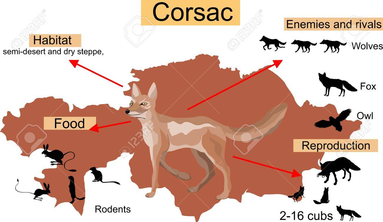 중앙 아시아 여우 Corsac, 카자흐스탄의지도에 대한 Infographic 그림 로열티 무료 사진, 그림, 이미지 그리고  스톡포토그래피. Image 67010317