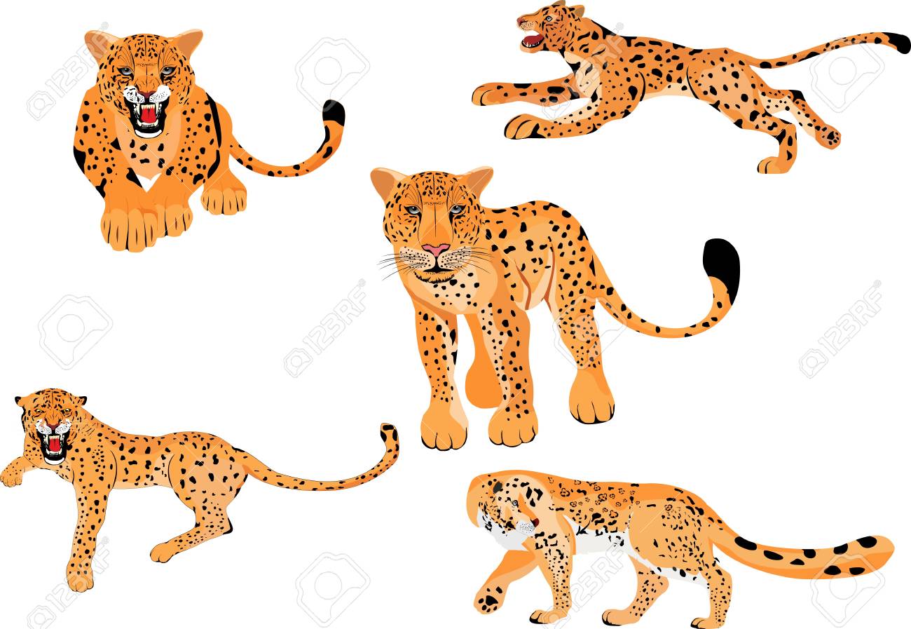 ヒョウベクトルイラスト分離セット 異なるポーズで大きなパワーフル野生の猫 のイラスト素材 ベクタ Image
