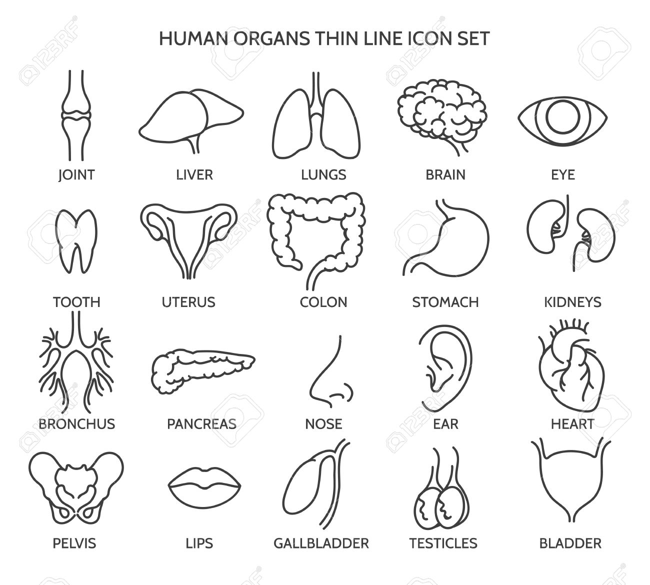 Organ line icons. Human organ signs or human body parts symbols. Tooth and brain line icons, eye and liver symbols. Vector illustration - 54352489 Organ line icons. Human organ signs or human body parts symbols. Tooth and brain line icons, eye and liver symbols. Vector illustration - 54352489