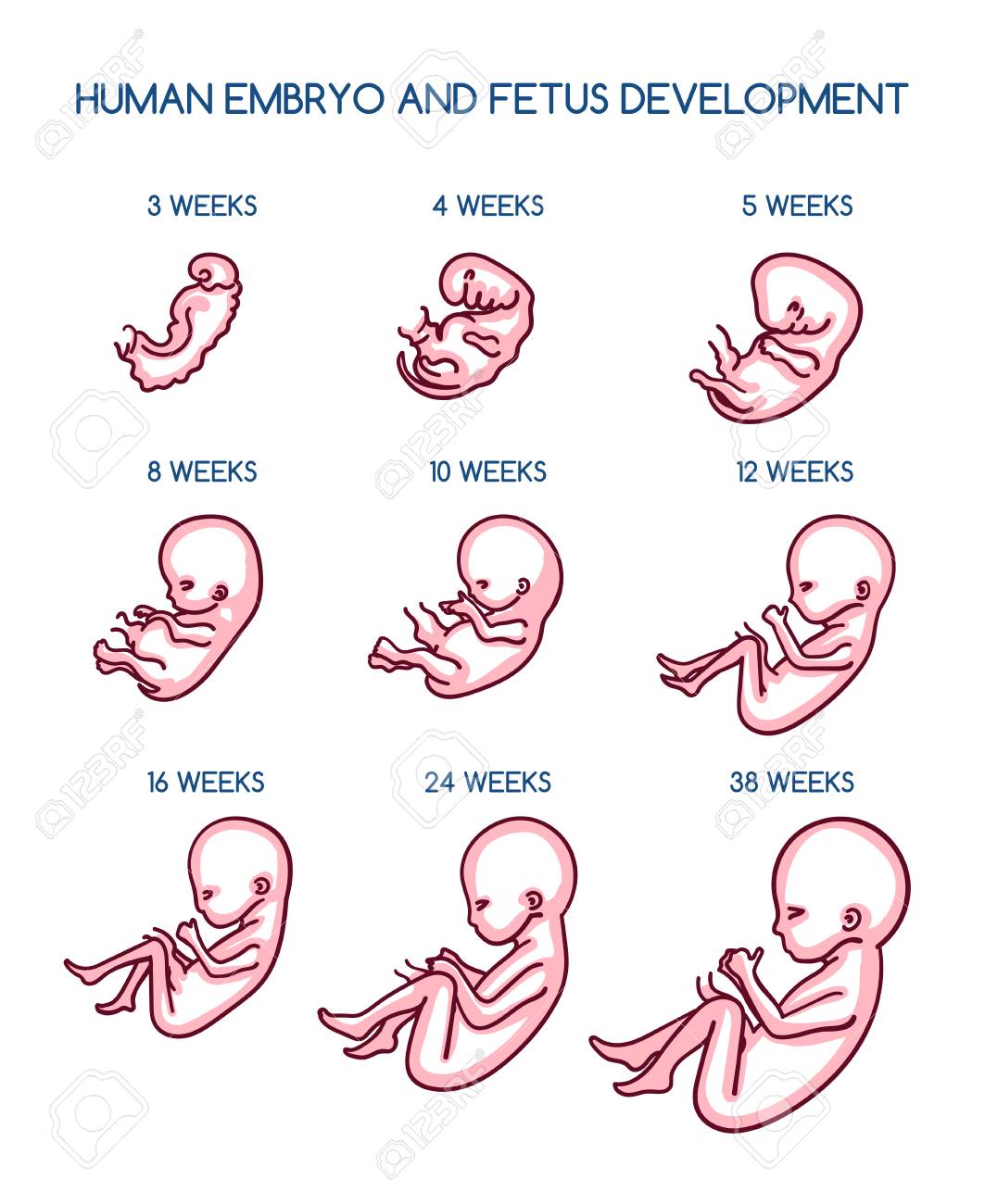 Ilustración De Vector De Desarrollo Fetal Embarazo Prenatal Vida De Crecimiento Del Embarazo Por Semanas Aisladas Sobre Fondo Blanco