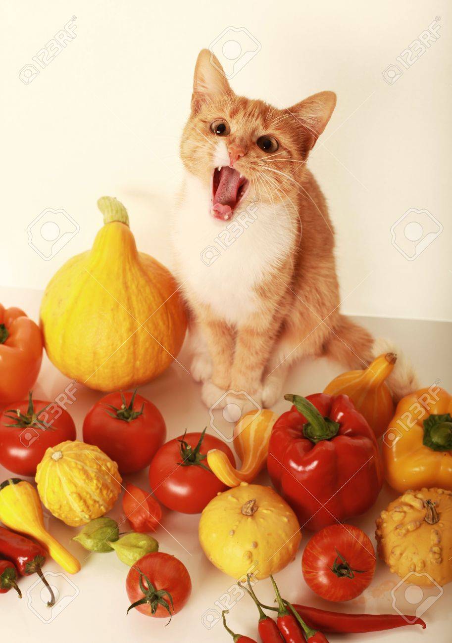 cats and vegetables