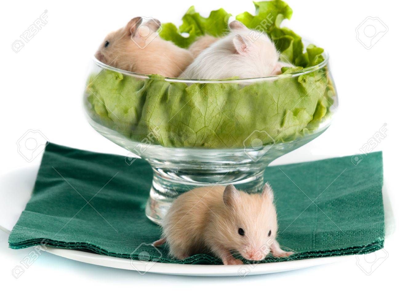 hamster salad