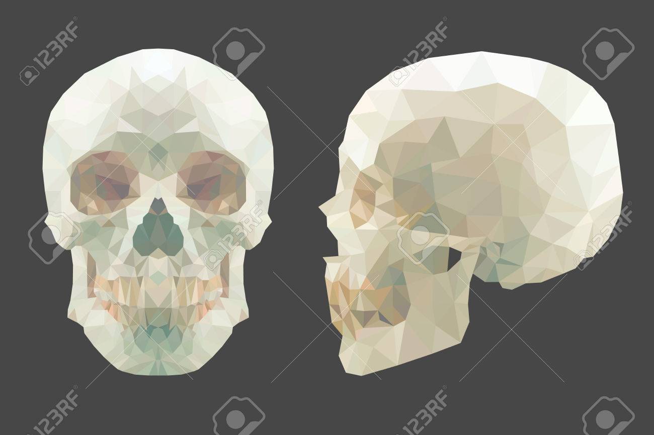白い背景に白いベクトル ローポリ頭蓋骨 解剖学のイラスト のイラスト素材 ベクタ Image 白い背景に白いベクトル ローポリ頭蓋骨 解剖学のイラスト のイラスト素材 ベクタ Image