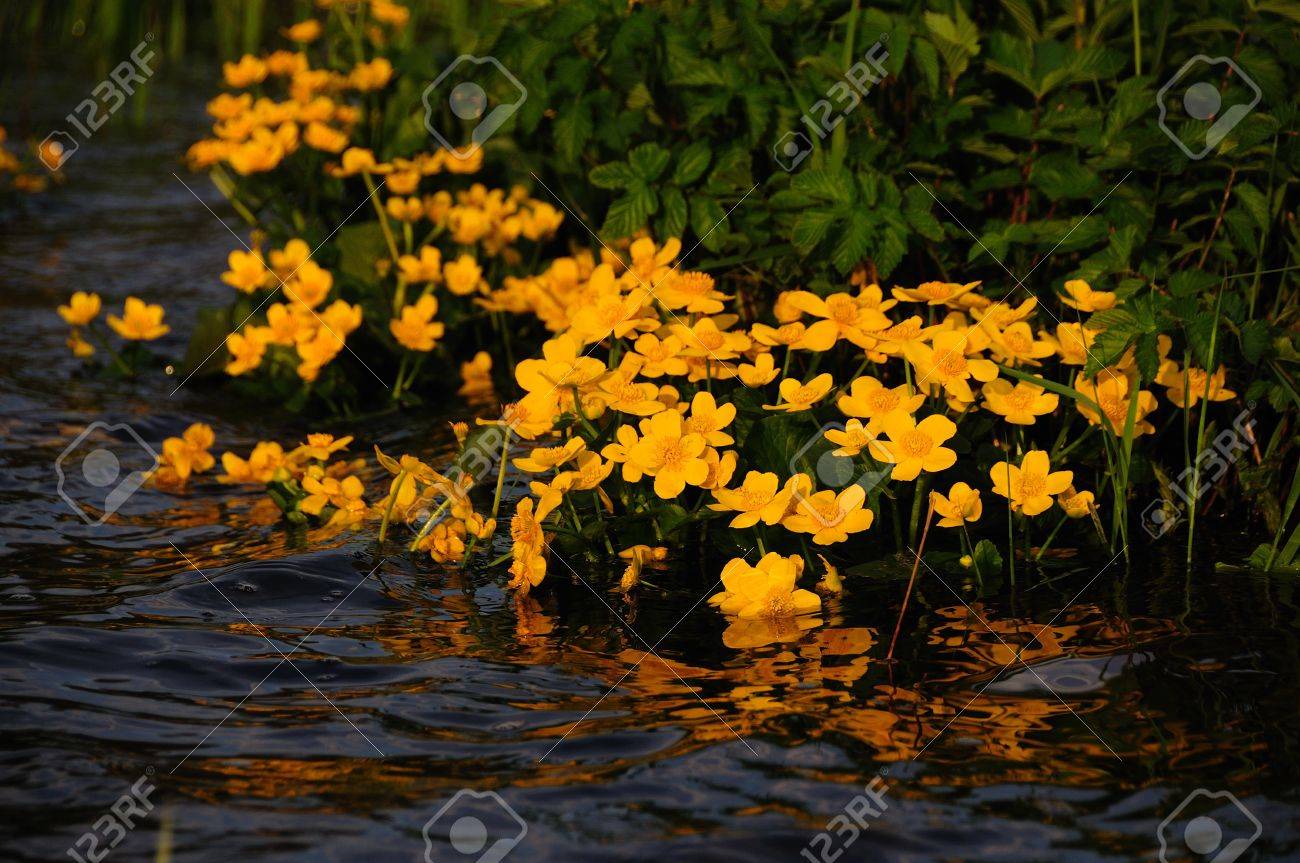 10 Reasons To Grow A Wildflower Garden, image size:1300x863