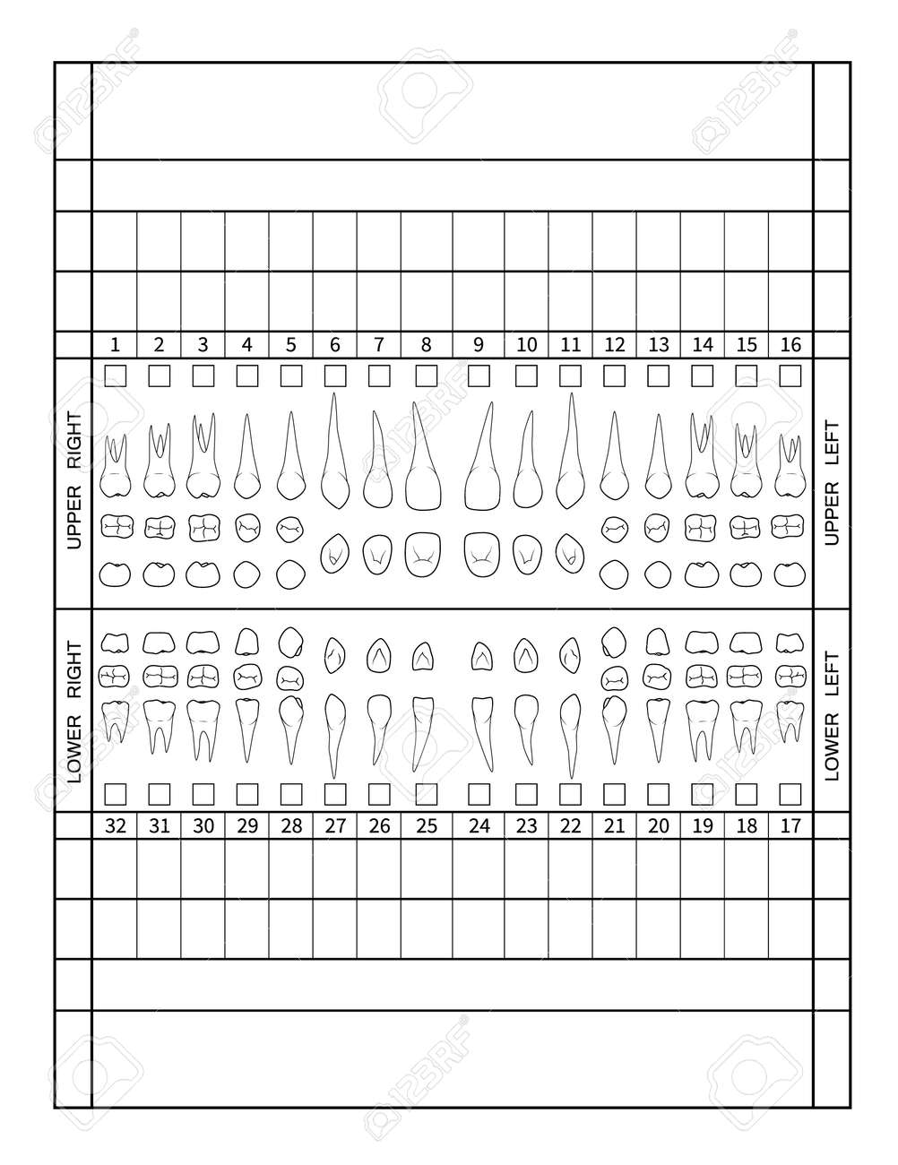 Dental Chart. Human Teeth With Roots Numbering Chart For Adult Teeth. Dentist Numbering System. Vector. Illustration. Royalty Free SVG, Cliparts, Vectors, and Stock Illustration. Image 171518223. dental-chart-human-teeth-with-roots-numbering-chart-for-adult-teeth-dentist-numbering-system-vector-illustration-royalty-free-svg-cliparts-vectors-and-stock-illustration-image-171518223