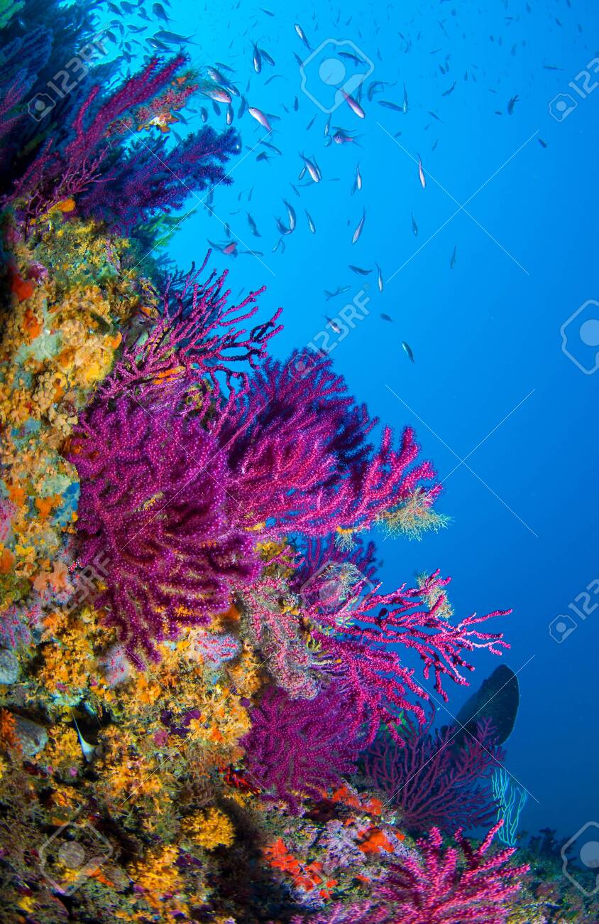 These Animals Called Gorgonians Feed On Plankton Present In The Water Stock Photo, Picture And Royalty Free Image. Image 132571378. These Animals Called Gorgonians Feed On Plankton Present In The Water Stock Photo, Picture And Royalty Free Image. Image 132571378.