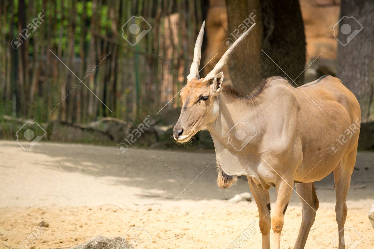 アンテロープは多くもつま先有蹄の固有種アフリカとユーラシアの諸地域を指す用語です の写真素材 画像素材 Image