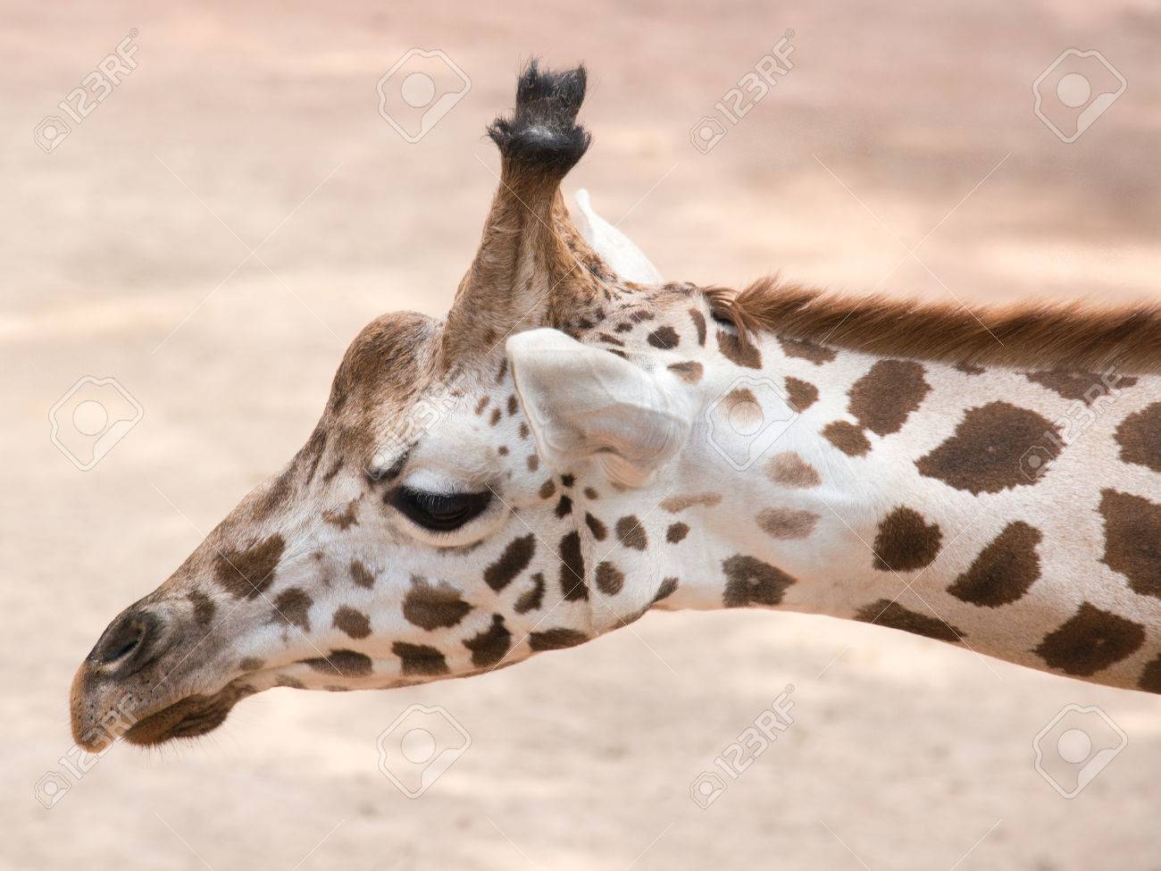 キリン キリンはアフリカでもつま先の有蹄哺乳 最も高い生きている陸生動物と最大の反芻動物です の写真素材 画像素材 Image