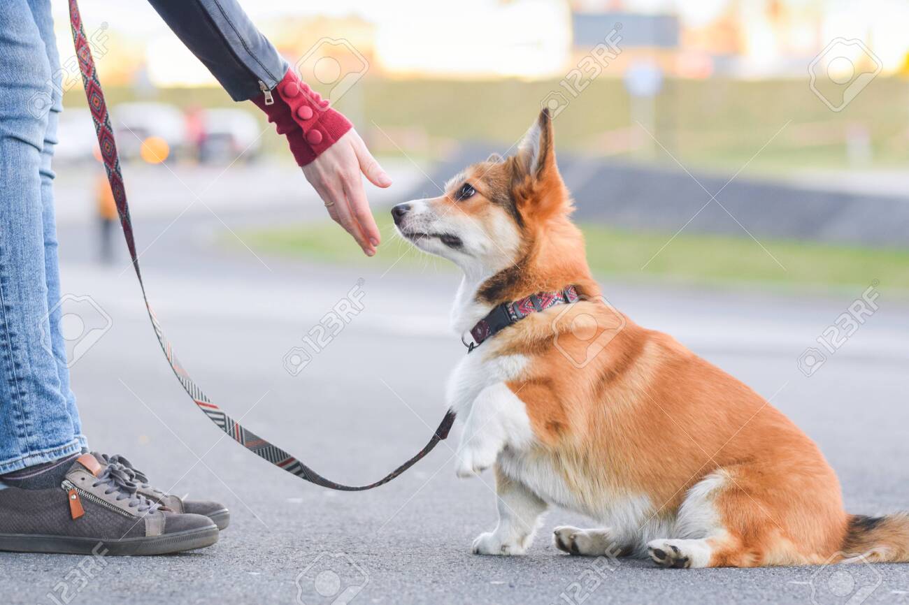 corgi leash