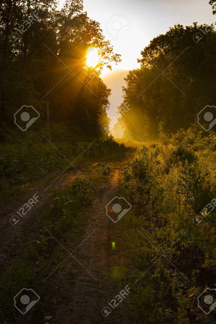 Caminhadas Caminho E Por Do Sol Na Bela Vista De Madeiras Paisagem Inspiradora De Verao Na Floresta Trilha Ou Passeio De Bicicleta Estrada De Terra Por Do Sol Sol Verao Floresta Trilha