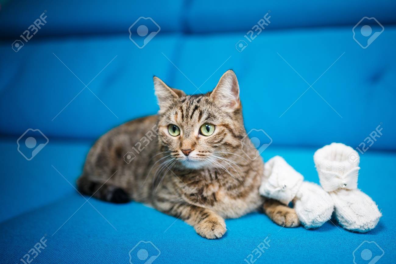 Chat A Poil Court De Race Pure Sur Un Canape Bleu Chaussons Blancs Banque D Images Et Photos Libres De Droits Image