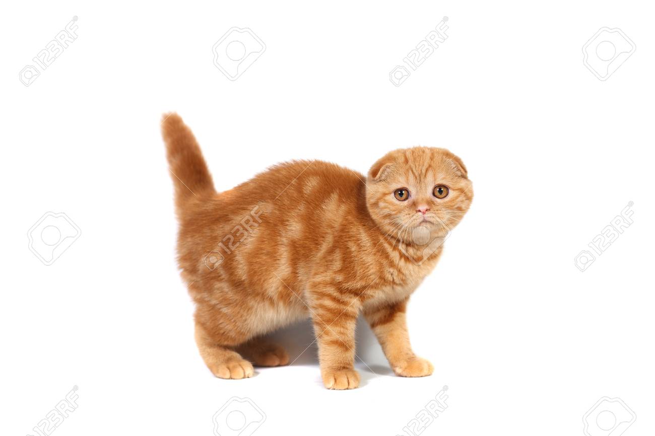 Scottish Fold Small Baby Cat Of Red Color With Short Hair In
