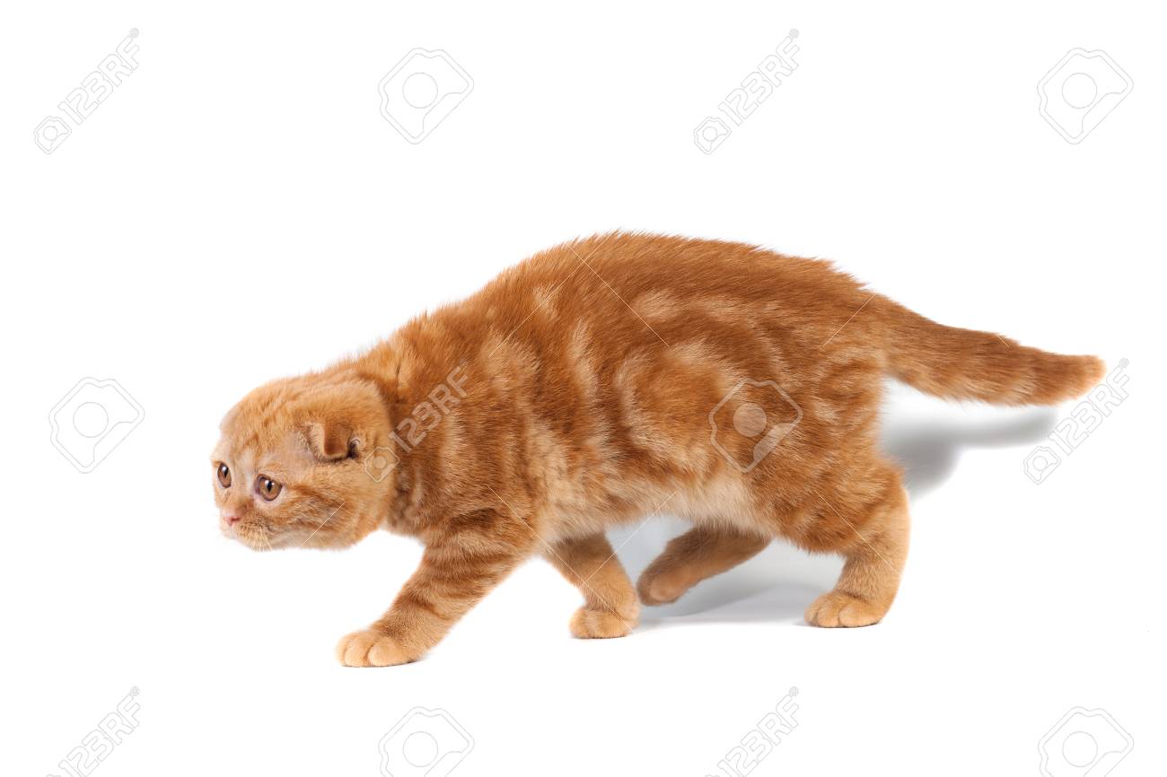Scottish Fold Small Baby Cat Of Red Color With Short Hair In