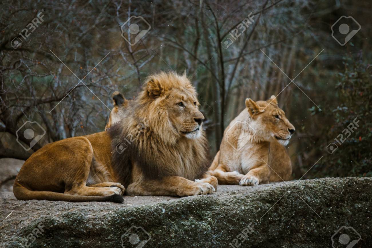 Dois Predadores Adultos A Familia De Um Leao E Uma Leoa Descansam Em Uma Pedra No Jardim Zoologico Da Cidade De Basileia Em Suica No Inverno No Tempo Nebuloso Fotos Retratos Imagenes