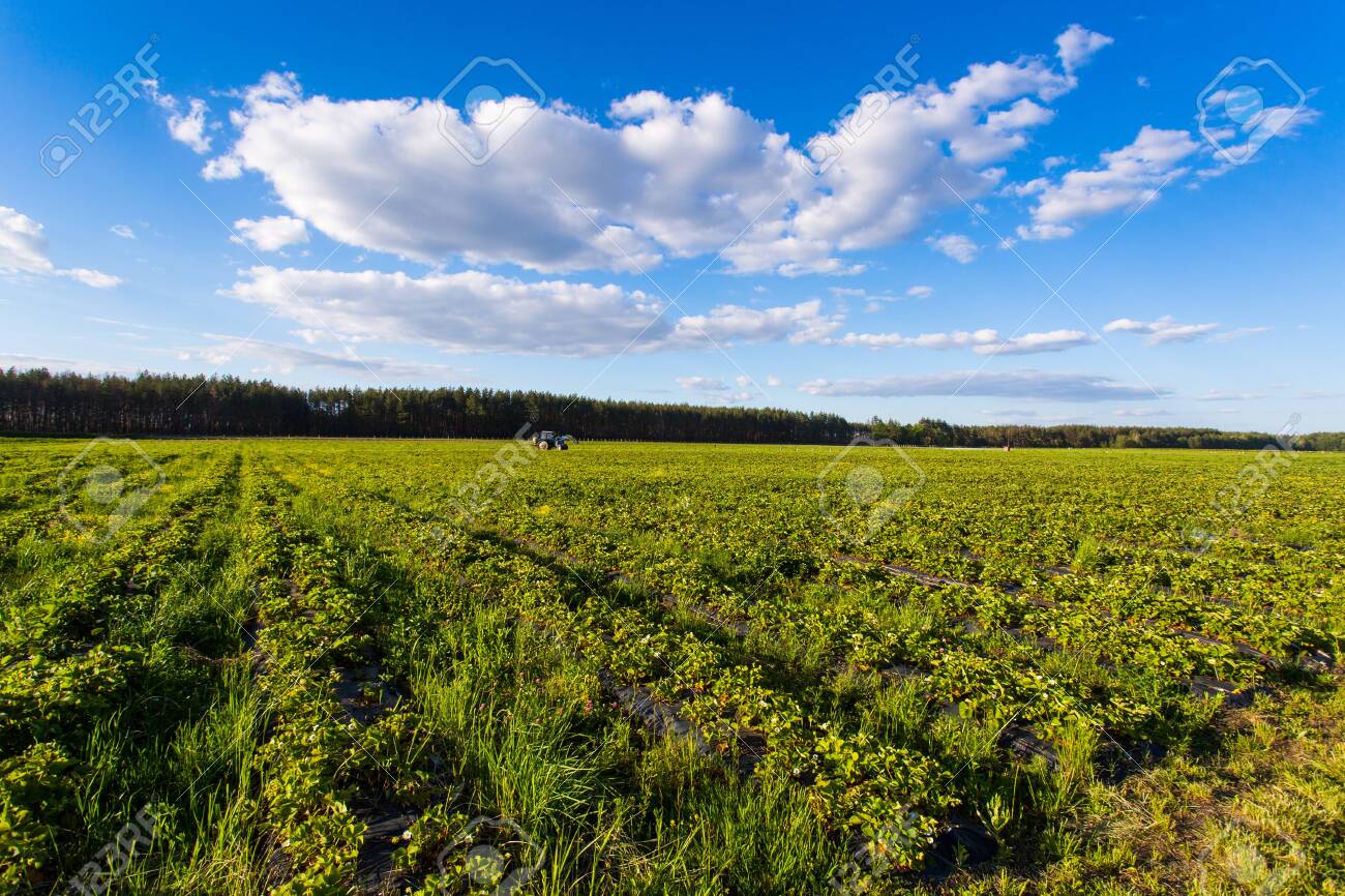 shrub of blueberries, bushes with future berries against the blue sky. Farm with berries. Ukraine. - 129166178 shrub of blueberries, bushes with future berries against the blue sky. Farm with berries. Ukraine. - 129166178