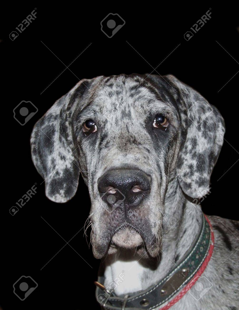 merle great dane puppies