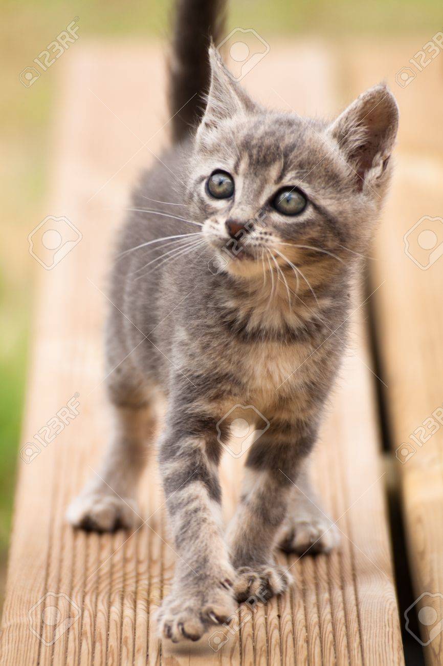 Un Drole De Chat Gris Blanc Bebe Marchant Et Regardant Banque D Images Et Photos Libres De Droits Image