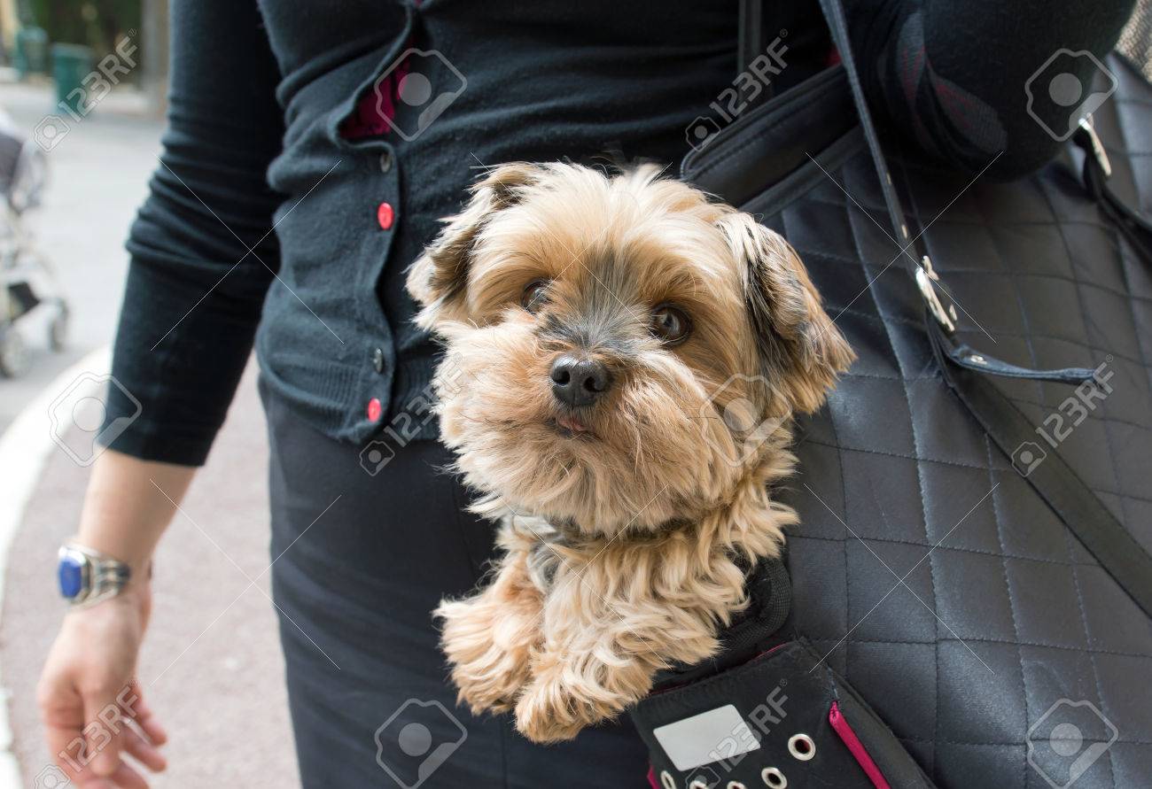 yorkie bag