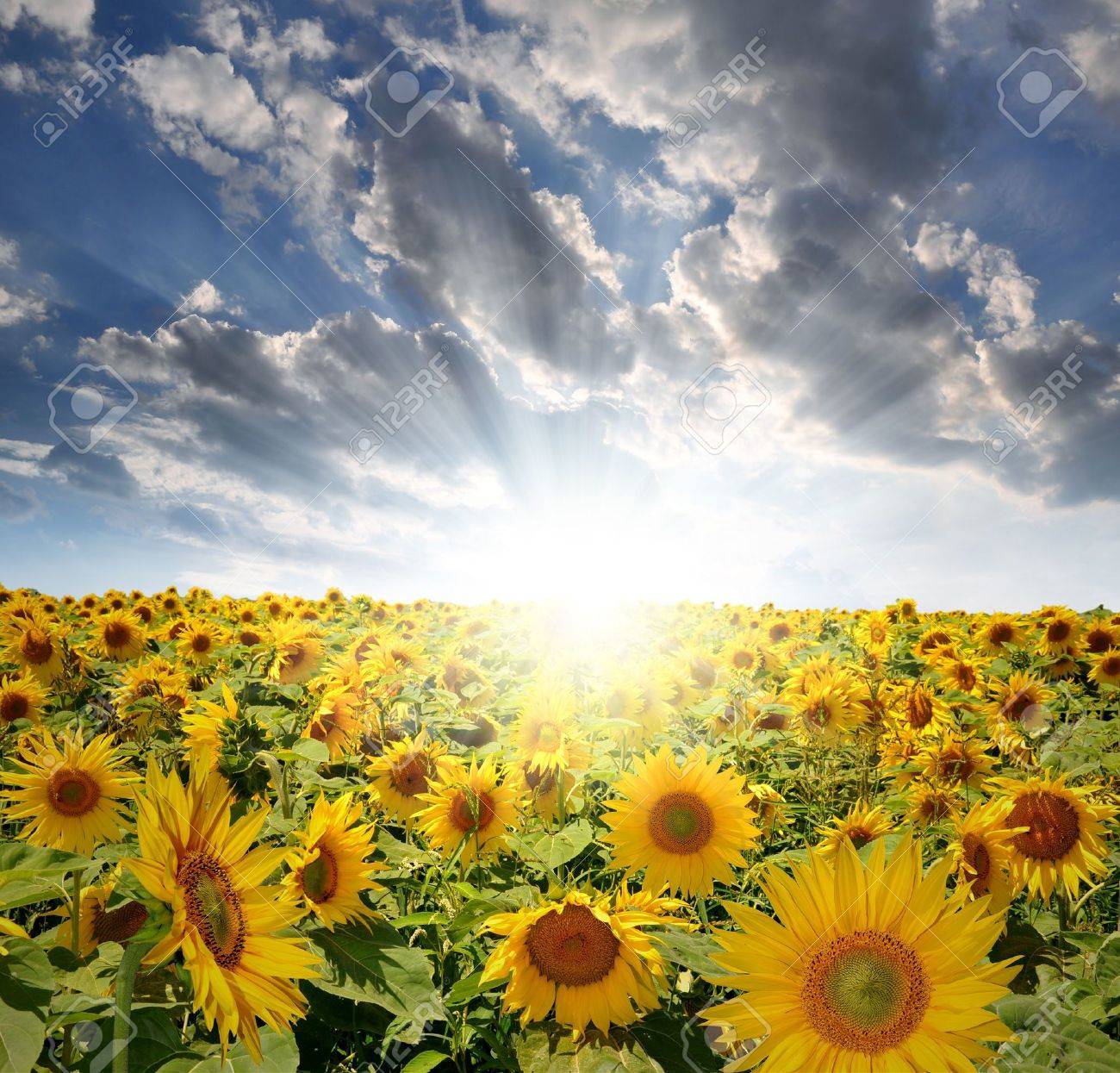 https://previews.123rf.com/images/vencavolrab78/vencavolrab781108/vencavolrab78110800134/10284369-setting-sun-over-the-sunflower-field.jpg