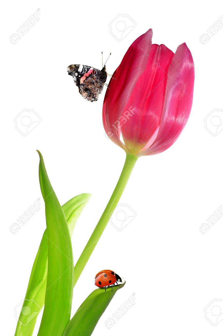 てんとう虫や蝶とピンクのチューリップ の写真素材 画像素材 Image