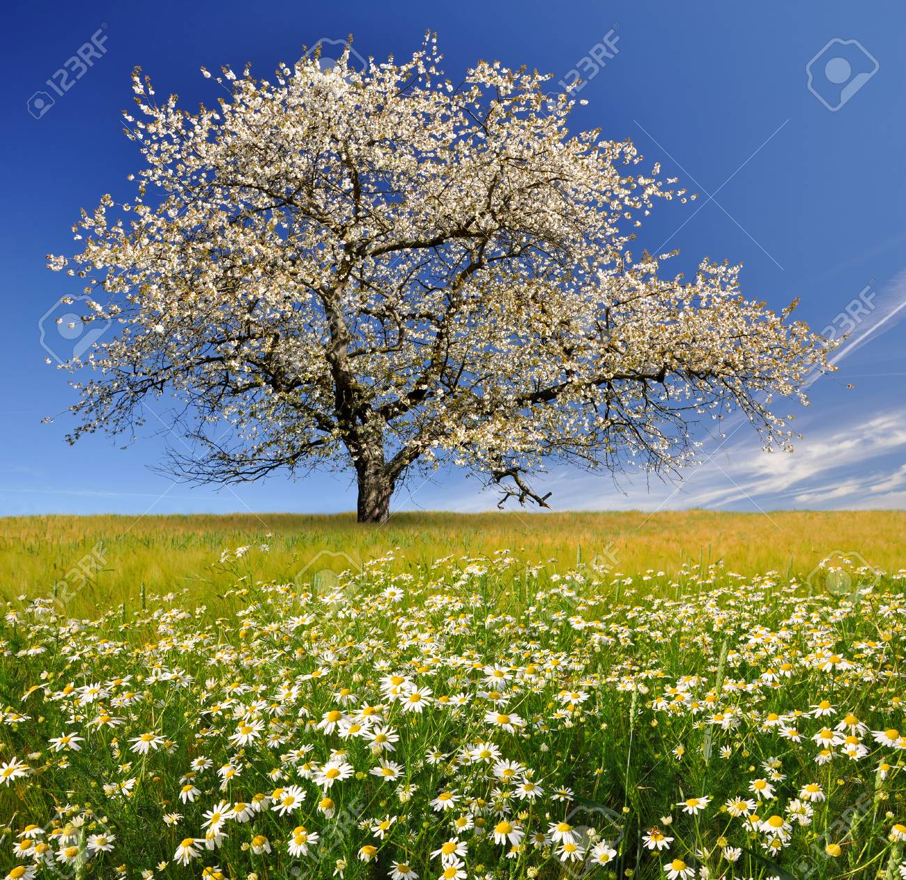 Field Of Marguerites With Blooming Trees Stock Photo, Picture and Royalty  Free Image. Image 23474238., image size:1300x1262