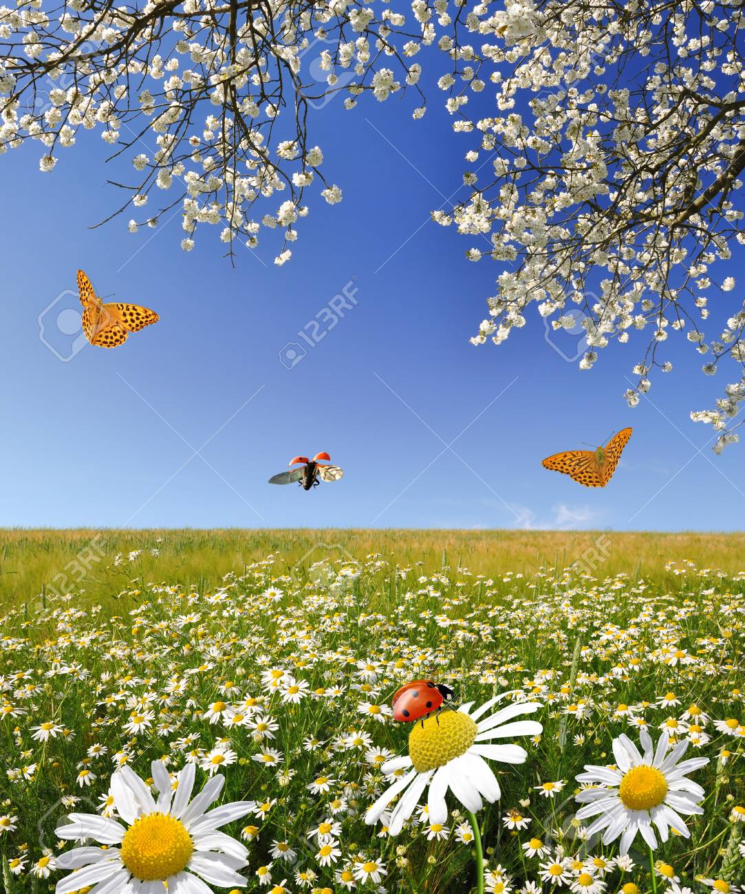 Field Of Marguerites With Blooming Trees Stock Photo, Picture and Royalty  Free Image. Image 24866665., image size:1083x1300