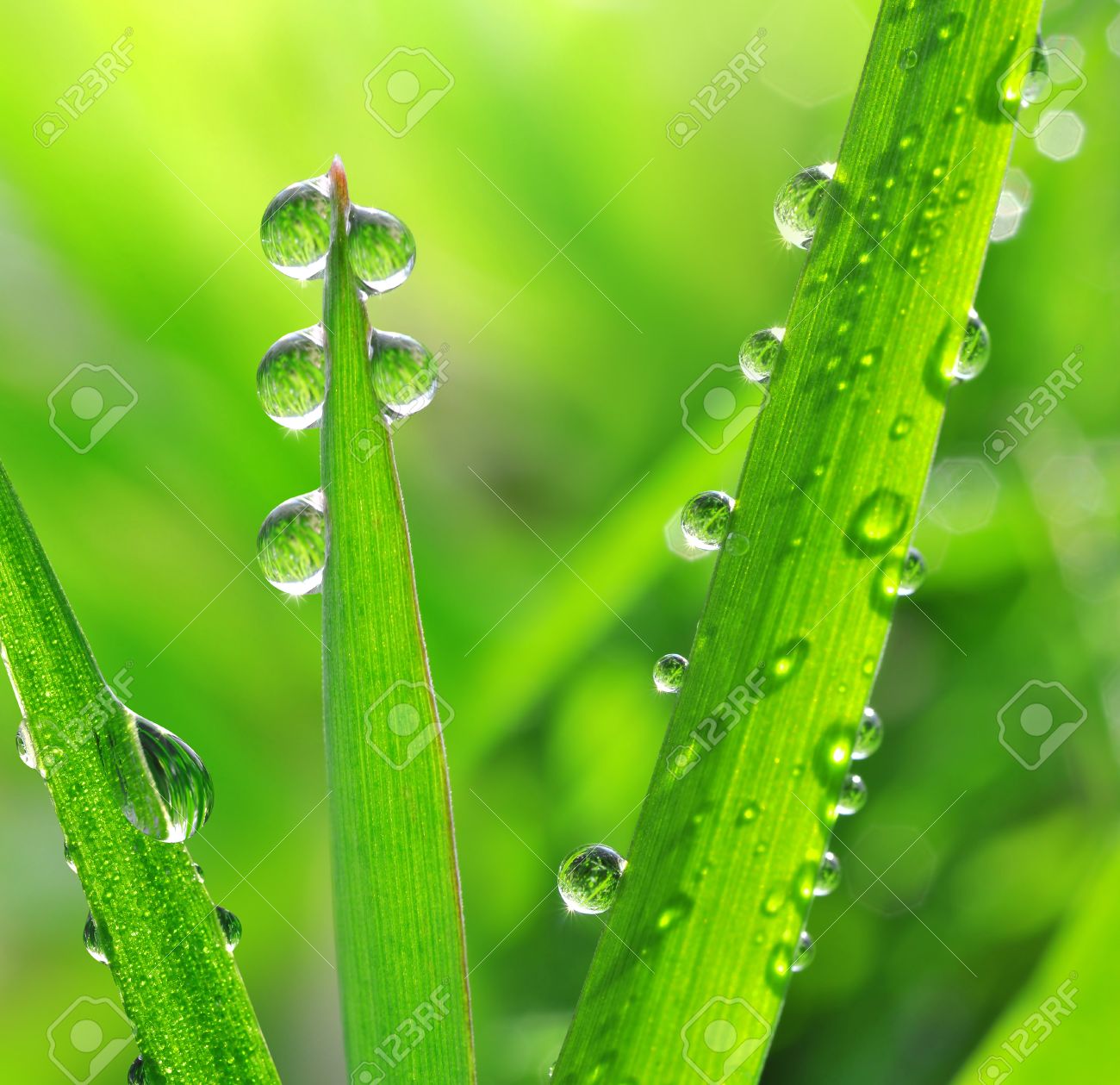 Become a drop of dew in front of the Sun Become a drop of dew in front of the Sun