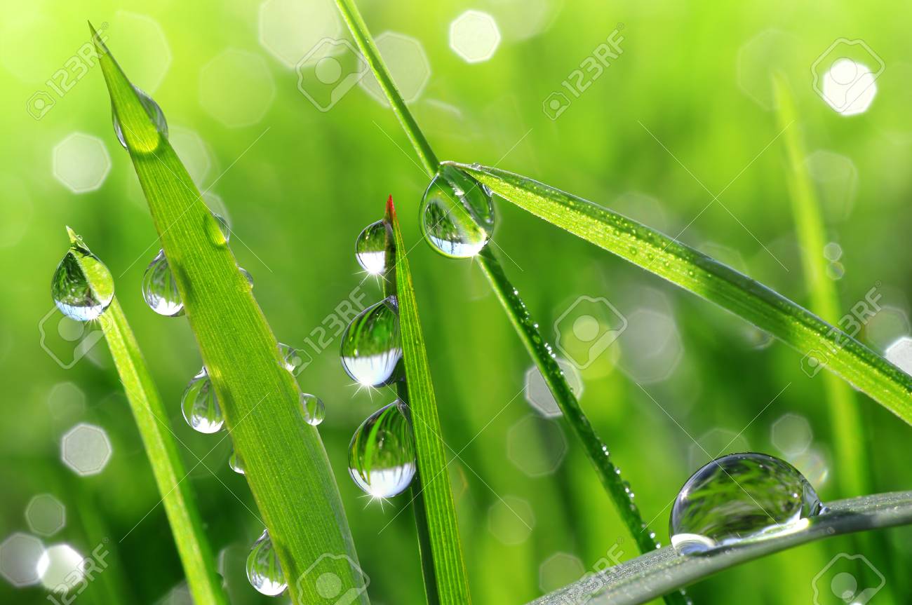 100以上草露 草露布