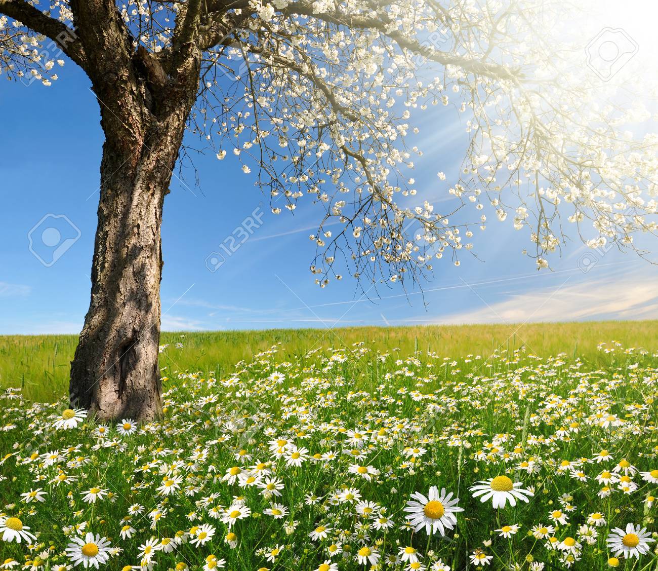 Field Of Marguerites With Blooming Trees Stock Photo, Picture and Royalty  Free Image. Image 37236194., image size:1300x1127
