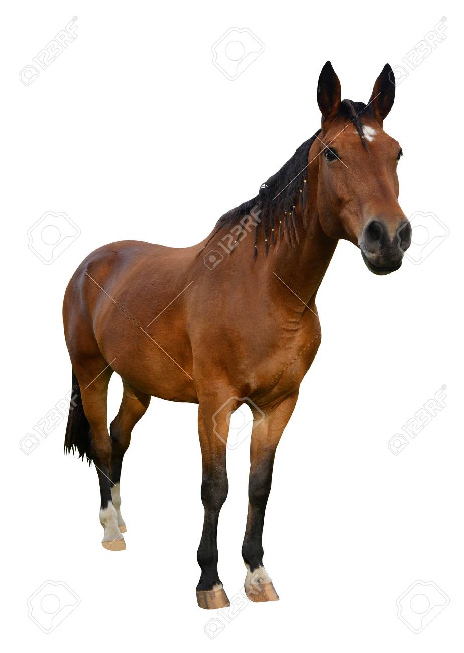 Horse isolated on a white background - 57344533 Horse isolated on a white background - 57344533