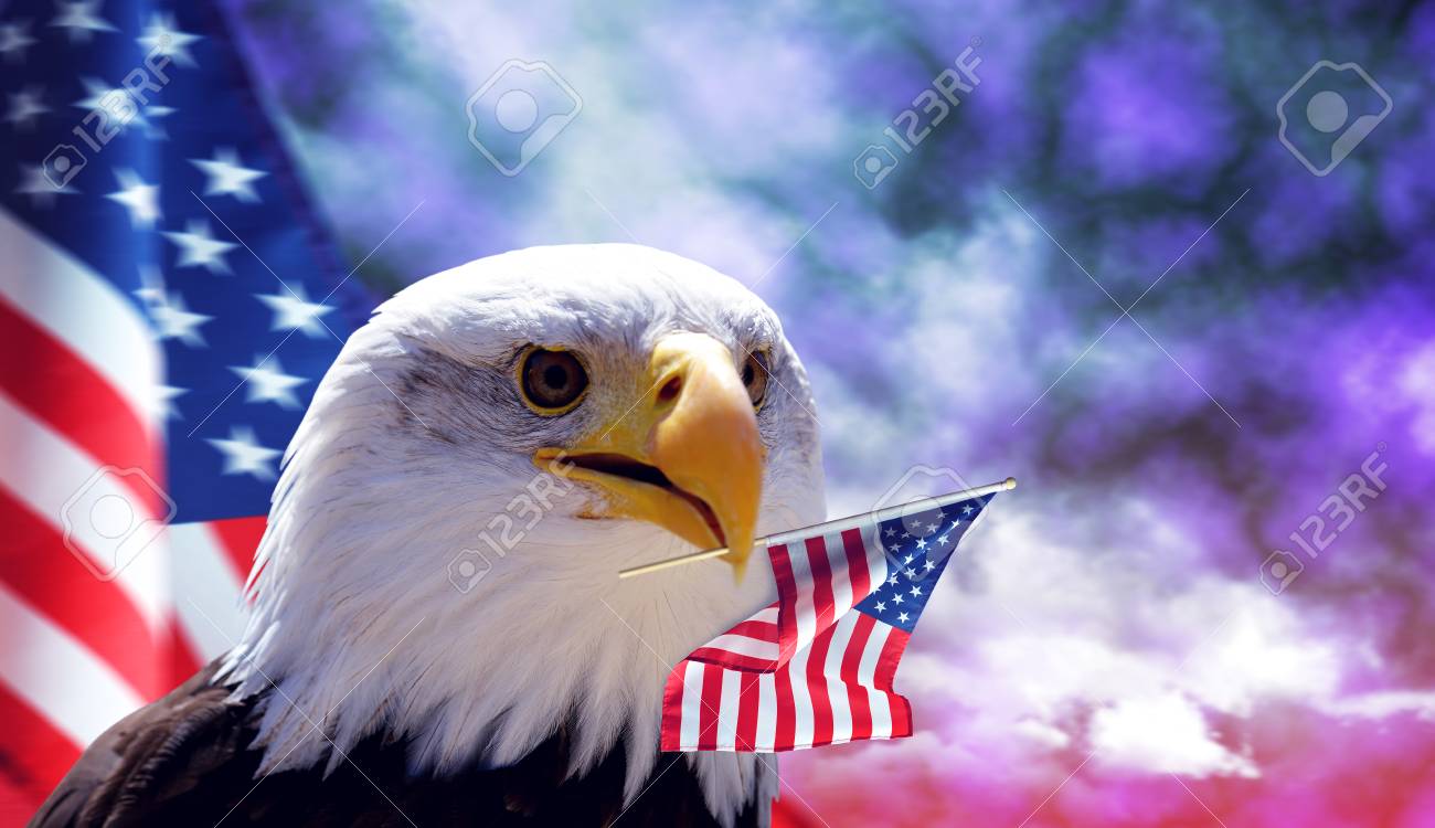 bald eagle and american