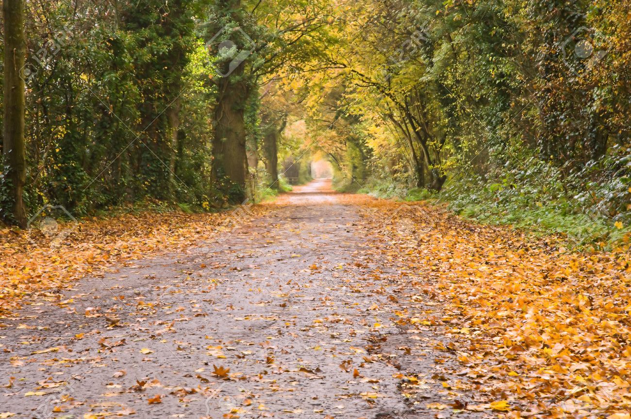 Beutiful beutiful long path through autumn fall vibrant forest scene Beutiful beutiful long path through autumn fall vibrant forest scene