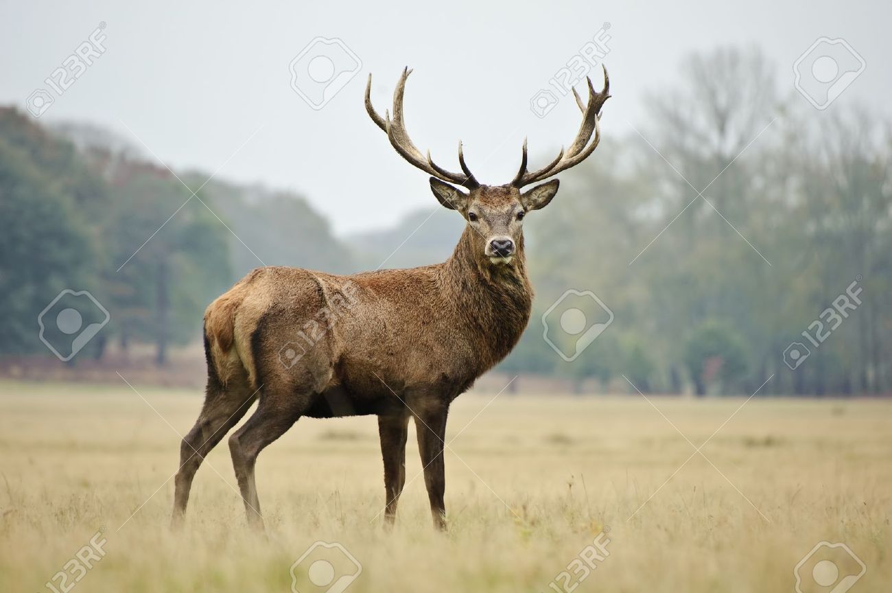 deer and stag