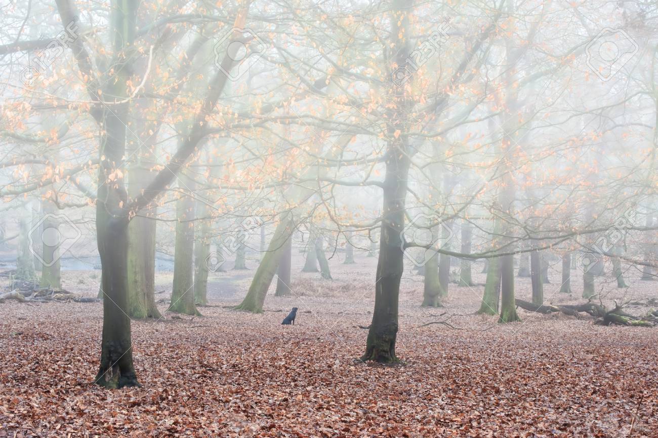 霧の中に光る黄金の葉で冬秋秋に霧の森の風景 の写真素材 画像素材 Image