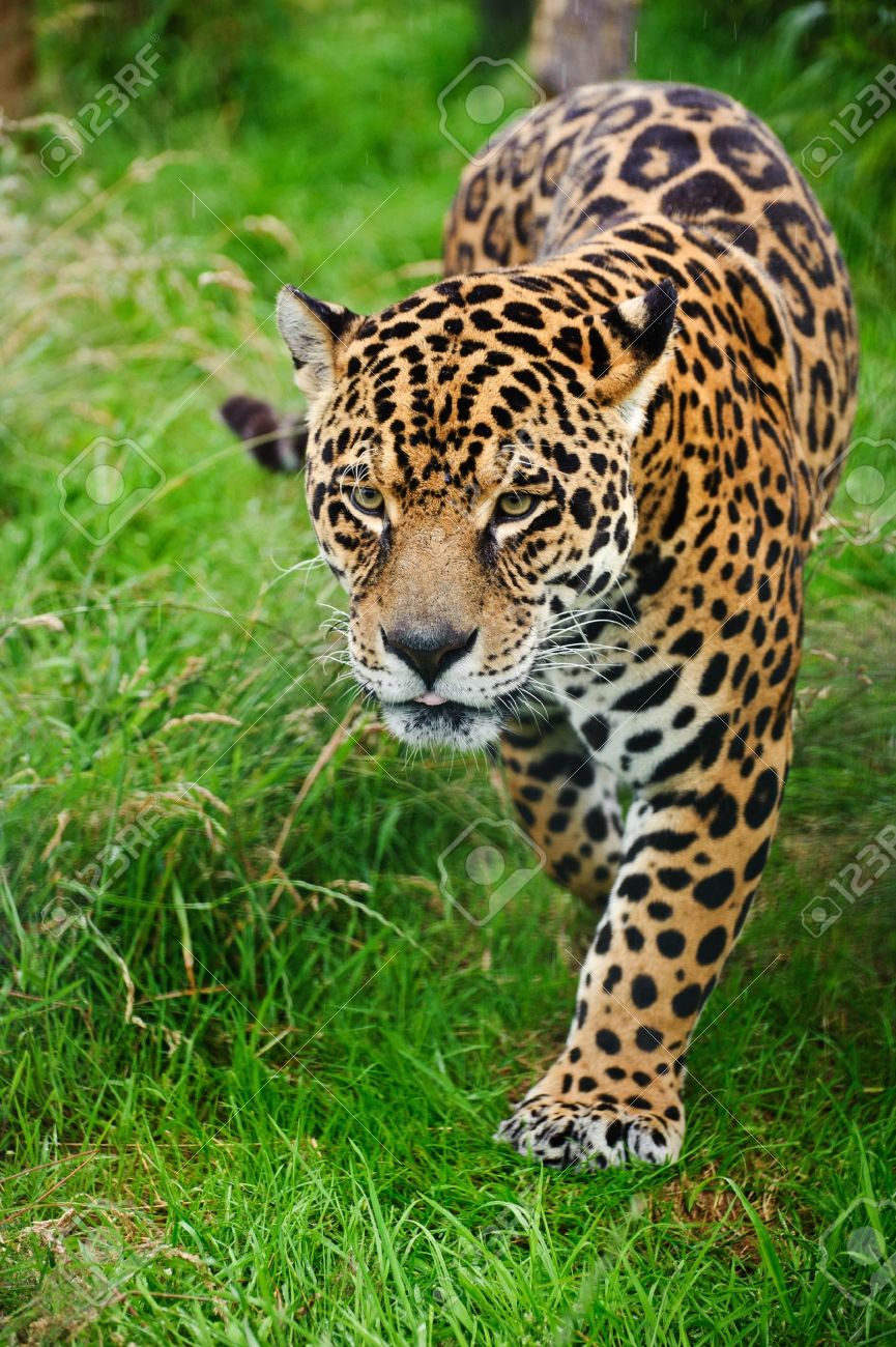 ジャガー大きな猫パンテーラ Onca Prowling 長い草を介して捕われの身での見事な肖像画 の写真素材 画像素材 Image