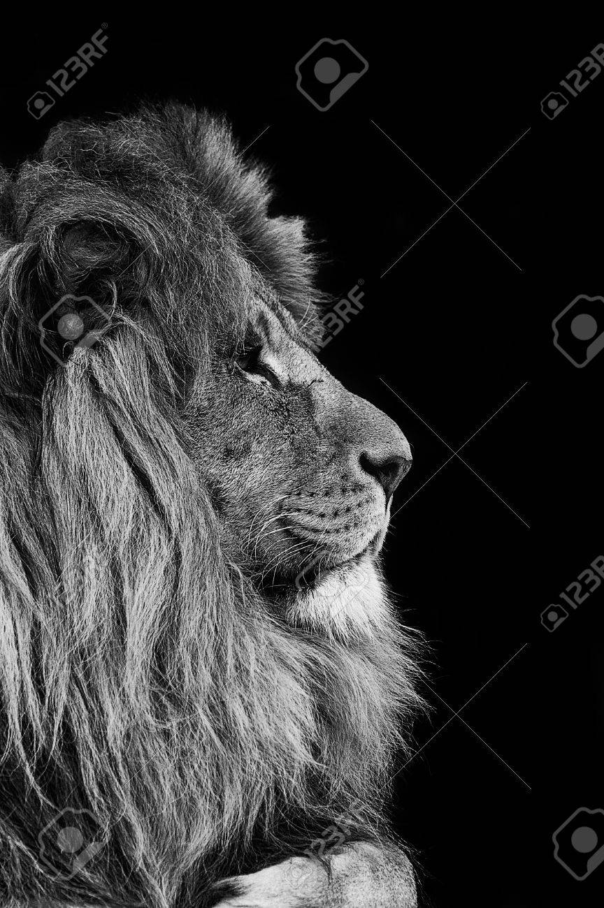 black and white lion stock photos royalty free black and white lion