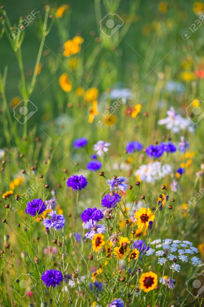 Beautiful Wild Flower Meadow In Summer Stock Photo, Picture