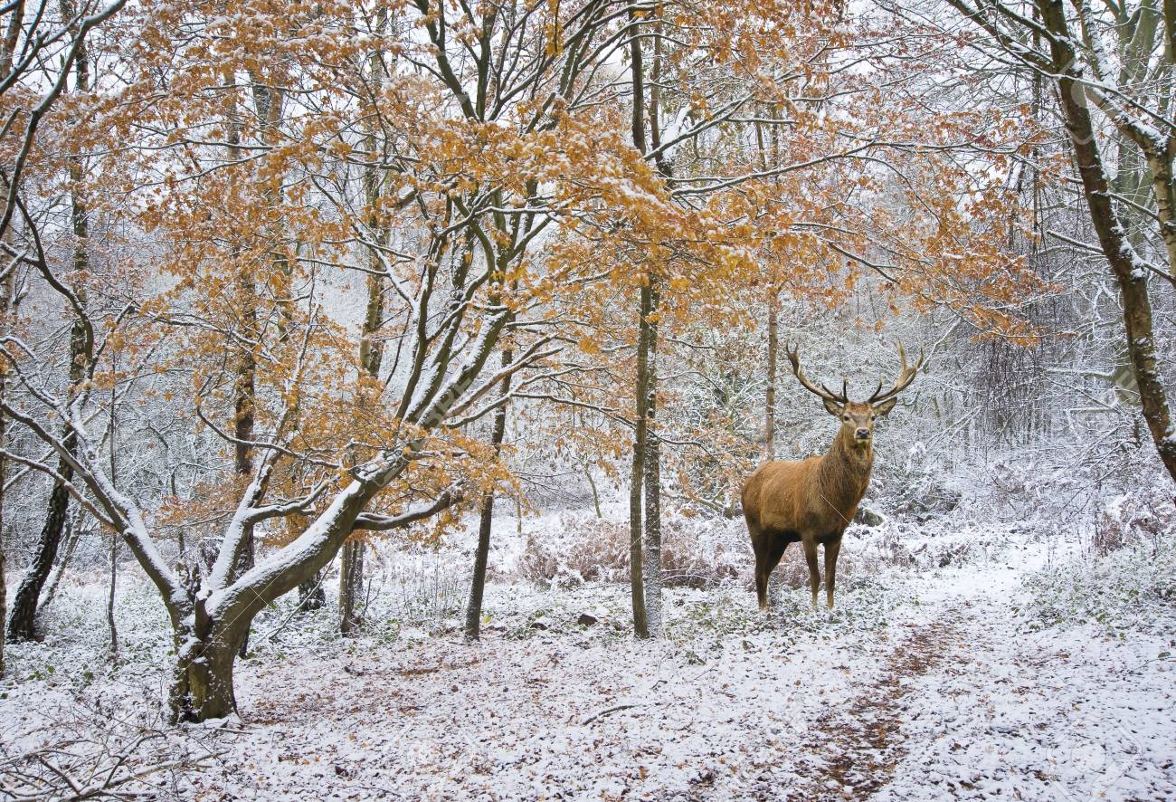 Beautiful Red Deer Stag In Snow Covered Winter Forest Landscape Stock Photo Picture And Royalty Free Image Image 69481136