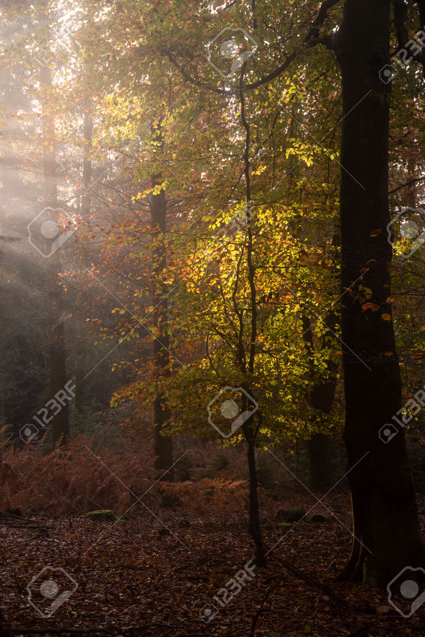 Stunning Autumn Fall forest landscape image with vibrant colors and stunning morning light - 159397960 Stunning Autumn Fall forest landscape image with vibrant colors and stunning morning light - 159397960